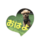 ロッキー君のデカ文字（個別スタンプ：1）