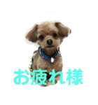 ロッキー君のデカ文字（個別スタンプ：5）