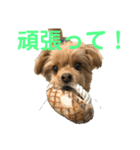 ロッキー君のデカ文字（個別スタンプ：7）