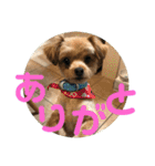 ロッキー君のデカ文字（個別スタンプ：9）