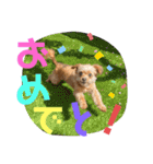 ロッキー君のデカ文字（個別スタンプ：12）
