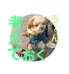 ロッキー君のデカ文字（個別スタンプ：19）