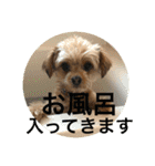 ロッキー君のデカ文字（個別スタンプ：22）