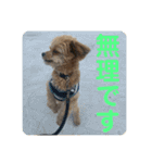 ロッキー君のデカ文字（個別スタンプ：24）