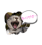初めてのひまにゃんスタンプ（個別スタンプ：1）
