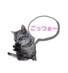 初めてのひまにゃんスタンプ（個別スタンプ：3）