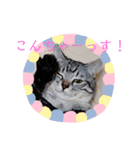 初めてのひまにゃんスタンプ（個別スタンプ：14）