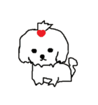 マルチーズ他（個別スタンプ：1）