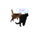 ジジくんの日常♡（個別スタンプ：13）
