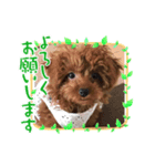 トイプードルのmayちゃん3（個別スタンプ：4）