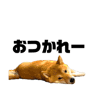 ガウガウ犬りんご君（個別スタンプ：1）