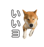 ガウガウ犬りんご君（個別スタンプ：2）