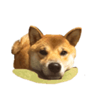 ガウガウ犬りんご君（個別スタンプ：3）
