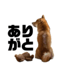 ガウガウ犬りんご君（個別スタンプ：5）