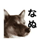 ガウガウ犬りんご君（個別スタンプ：6）