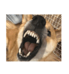 ガウガウ犬りんご君（個別スタンプ：7）