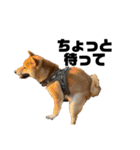 ガウガウ犬りんご君（個別スタンプ：8）