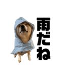 ガウガウ犬りんご君（個別スタンプ：9）