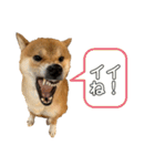 ガウガウ犬りんご君（個別スタンプ：10）