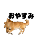 ガウガウ犬りんご君（個別スタンプ：12）