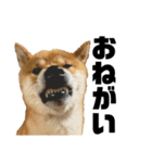 ガウガウ犬りんご君（個別スタンプ：13）