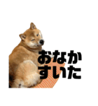 ガウガウ犬りんご君（個別スタンプ：15）