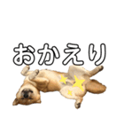 ガウガウ犬りんご君（個別スタンプ：16）
