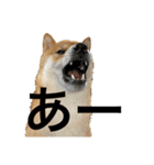 ガウガウ犬りんご君（個別スタンプ：18）