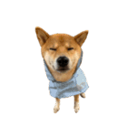 ガウガウ犬りんご君（個別スタンプ：19）