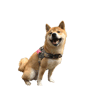 ガウガウ犬りんご君（個別スタンプ：20）