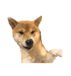 ガウガウ犬りんご君（個別スタンプ：21）