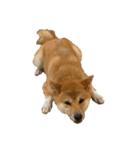 ガウガウ犬りんご君（個別スタンプ：22）