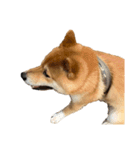 ガウガウ犬りんご君（個別スタンプ：23）