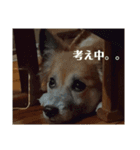 わたしのおいぬ（個別スタンプ：4）