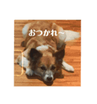 わたしのおいぬ（個別スタンプ：5）