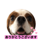 キャバリア犬♡オリバー敬語スタンプ（個別スタンプ：1）