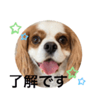 キャバリア犬♡オリバー敬語スタンプ（個別スタンプ：2）