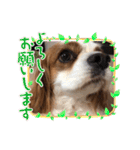 キャバリア犬♡オリバー敬語スタンプ（個別スタンプ：3）
