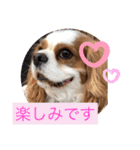 キャバリア犬♡オリバー敬語スタンプ（個別スタンプ：4）
