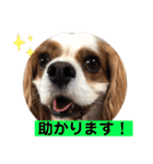 キャバリア犬♡オリバー敬語スタンプ（個別スタンプ：5）