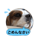 キャバリア犬♡オリバー敬語スタンプ（個別スタンプ：6）