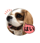 キャバリア犬♡オリバー敬語スタンプ（個別スタンプ：7）