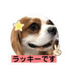 キャバリア犬♡オリバー敬語スタンプ（個別スタンプ：8）