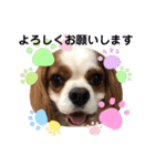 キャバリア犬♡オリバー敬語スタンプ（個別スタンプ：9）