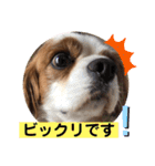 キャバリア犬♡オリバー敬語スタンプ（個別スタンプ：10）