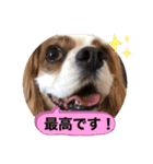 キャバリア犬♡オリバー敬語スタンプ（個別スタンプ：11）