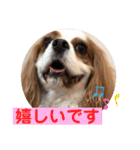 キャバリア犬♡オリバー敬語スタンプ（個別スタンプ：12）