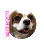 キャバリア犬♡オリバー敬語スタンプ（個別スタンプ：13）