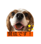 キャバリア犬♡オリバー敬語スタンプ（個別スタンプ：14）