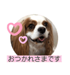 キャバリア犬♡オリバー敬語スタンプ（個別スタンプ：15）